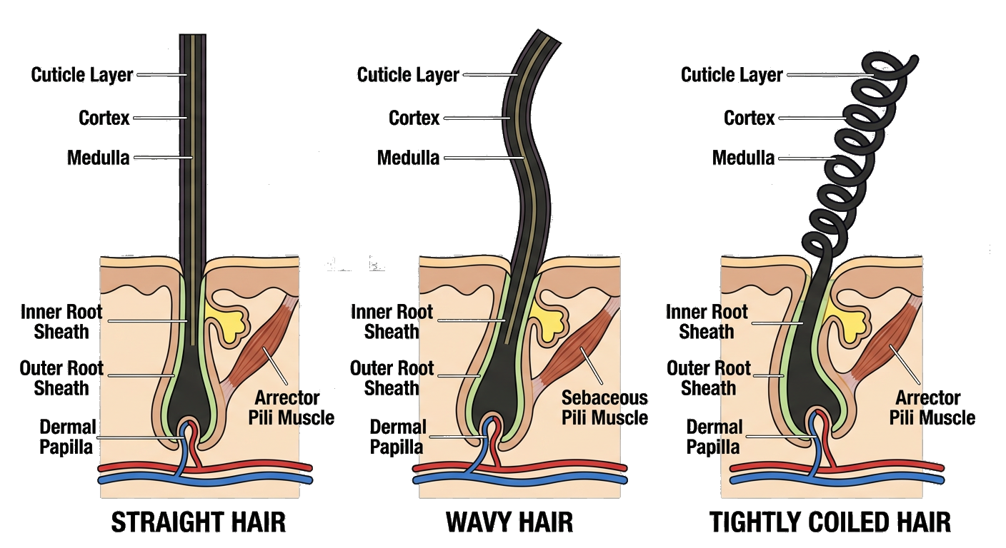 Hair follicle anatomy